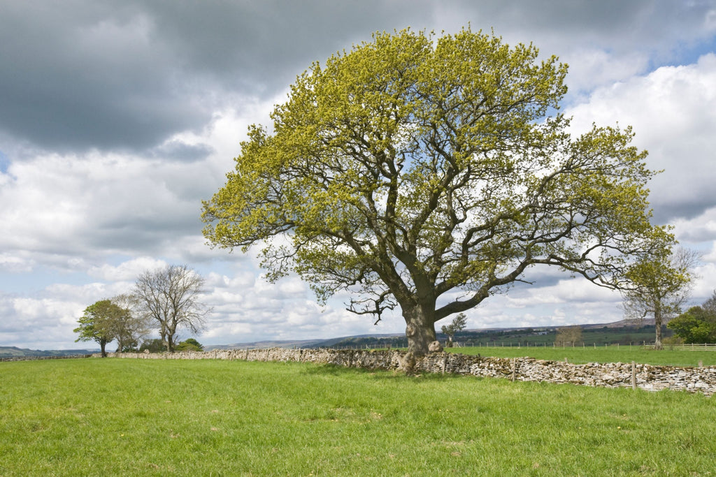 How to Identify Common Ash Trees in Every Season — Bark, Buds, Leaves & Bushcraft Uses