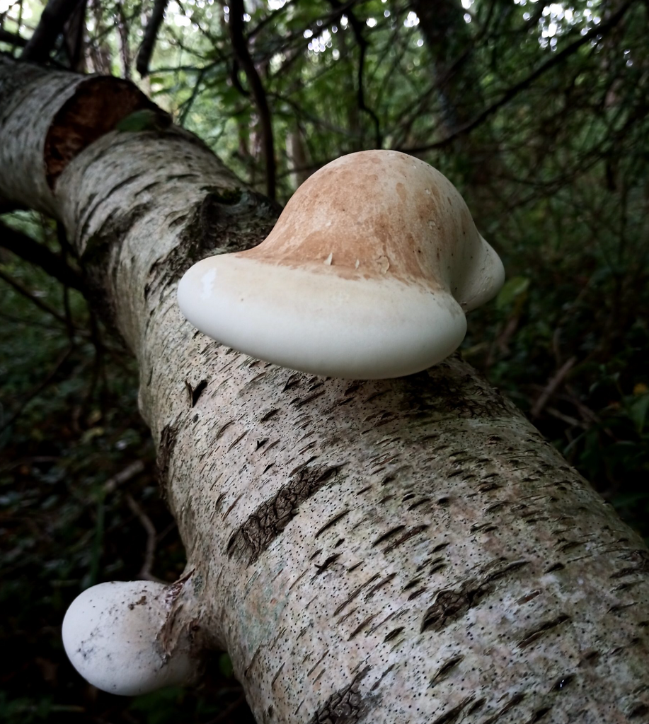 Using Fungi to Start a Fire — 4 Species Every Bushcrafter Should Know