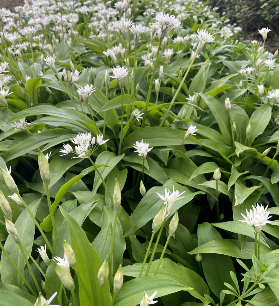 Foraging in Spring & Using Wild Garlic -- Bushcraft Foraging Guide
