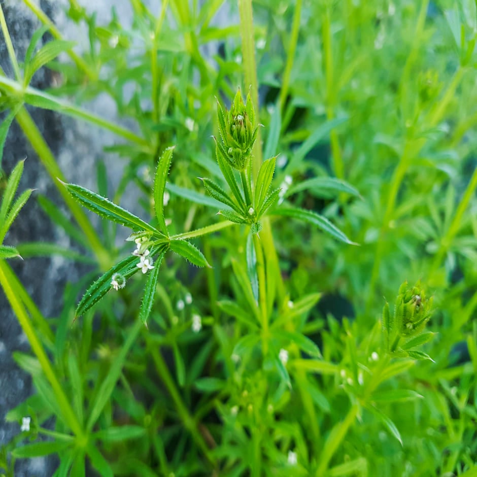 4 Wild Plants for Natural First Aid — Bushcraft Remedies You Can Find in the UK