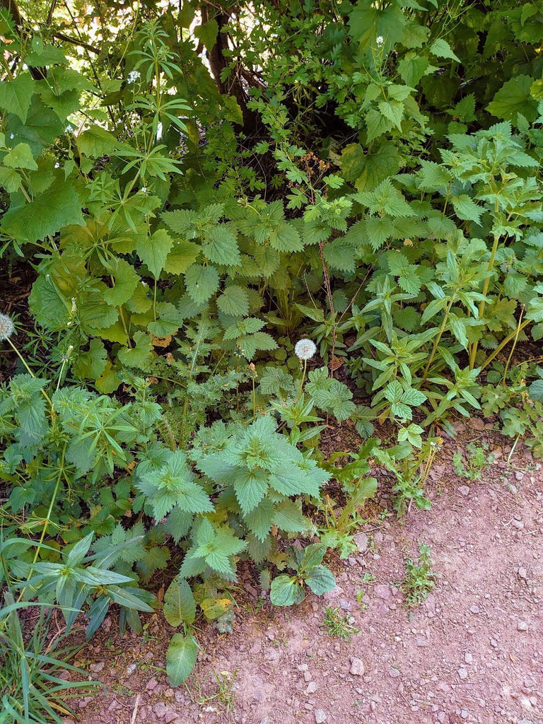Foraging Fundamentals — Identifying, Harvesting & Ethical Wild Food Gathering